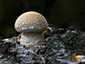 Nyárfa-tőkegomba (Hemipholiota populnea), Duna-Tisza köze